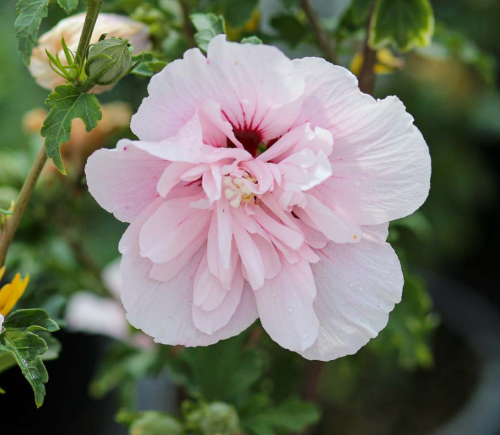 Сорт гібіскуса Френч Кабаре Пастель